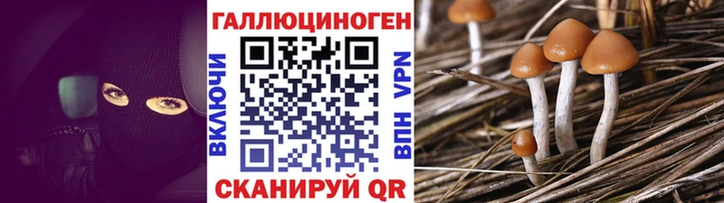 Галлюциногенные грибы Psilocybine cubensis  Купить  Кингисепп 